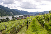 Vineyard Lower Austria Wachau