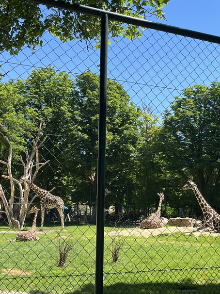 Buddies im Tierpark