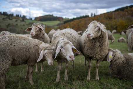 Merino Lämmer Vier Pfoten Bild